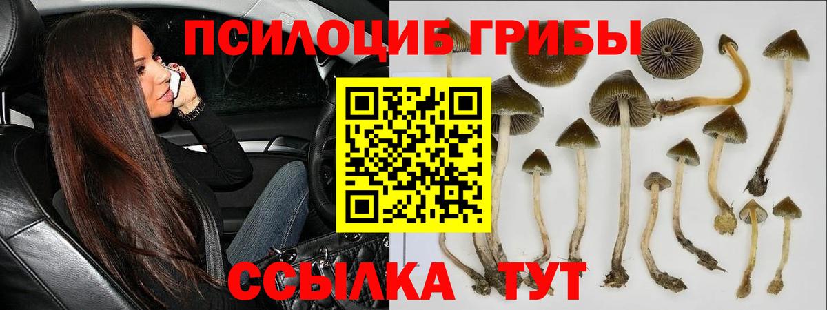 Галлюциногенные грибы Psilocybine cubensis Уссурийск